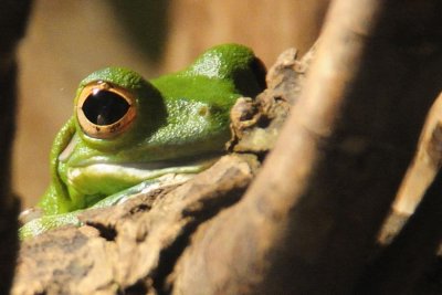 smiling green frog