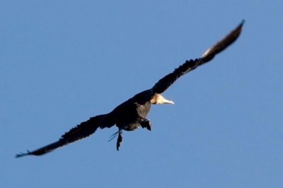 landing aalscholver