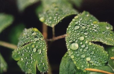 waterdrops waiting for the sun