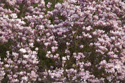 magnolia tree in my garden