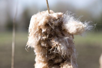 dog with hairs in the wind