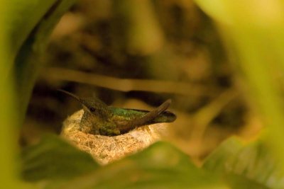 colibri op nest - 2
