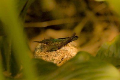 colibri op nest - 1