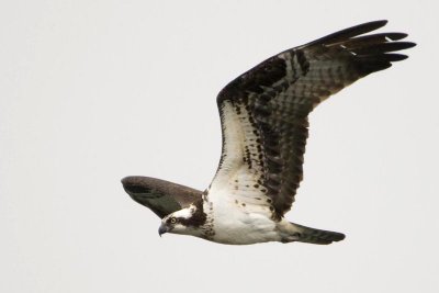  Balbuzard Pcheur - Visarend - Osprey