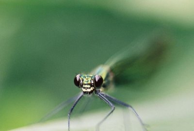 dragonflies - libelles