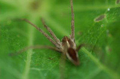 kraamwebspin op blad