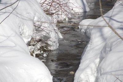  la tortue boit l'eau