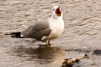 iedere vogel zingt zoals ze gebekt is