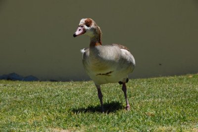 South African goose