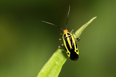 g3/12/810012/3/87825761.vcBOGPIB.jpg