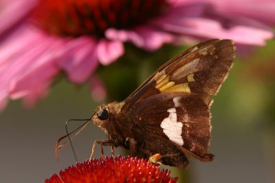 Silver Spotted Skipper