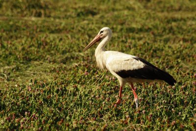 Stork for Lisa S.