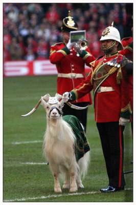 Billy the Goat, Royal Welsh Regiment mascot