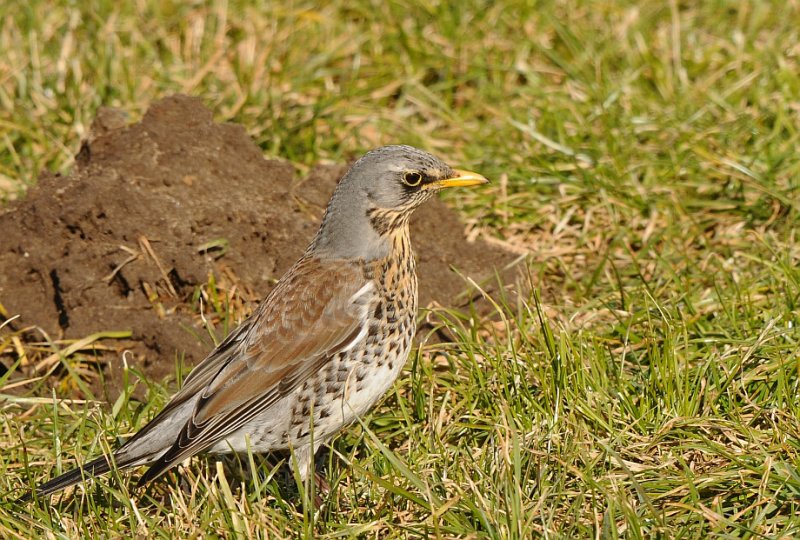 Kramsvogel-Fieldfare