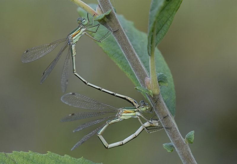 Zwervende panserjuffer -Shy Emerald Damsefly