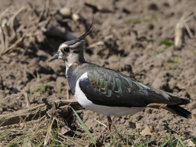 Kievit-Northern Lapwing