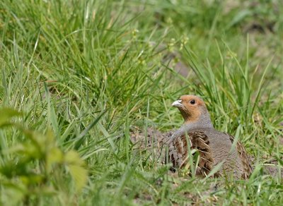 Patrijs-Grey Partridge