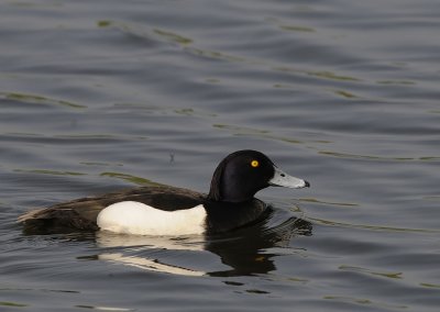 Kuifeend.-Tufted Duck