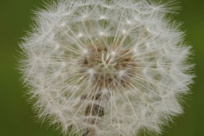 paardenbloem -Dandelion