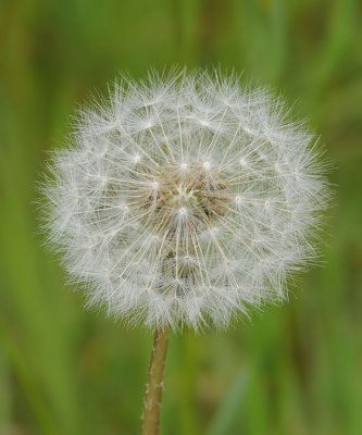 paardenbloem -Dandelion