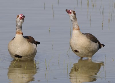 Nijlgans-Egyptian Goose