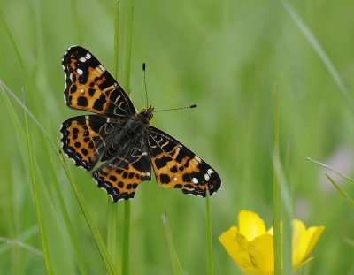 Landkaartje-Map butterfly