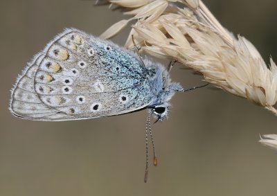 Icarusblauwtje-Common blue