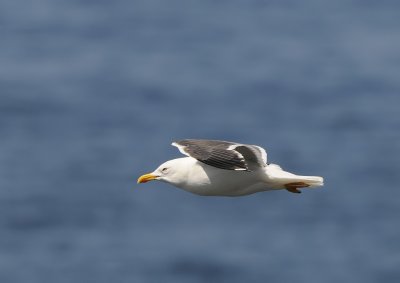 Kleine mantelmeeuw -Lesser Black-backed Gull