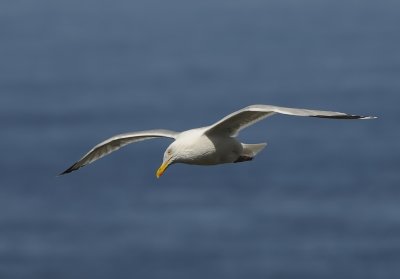 Zilvermeeuw-Herring Gull