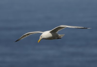 Zilvermeeuw-Herring Gull