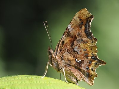 gehakkelde aurelia-Comma Butterfly