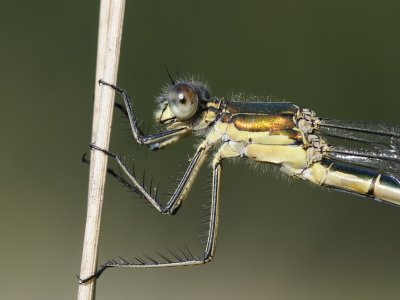 Tangpantserjuffer-Scarce Emarald Damselfly