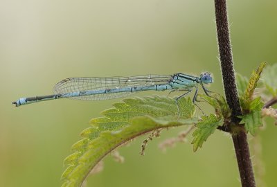 Kanaaljuffer-Marked Damselfly