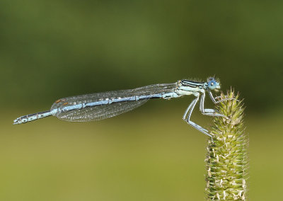Blauwe breedscheenjuffer-White-legged Damselfly