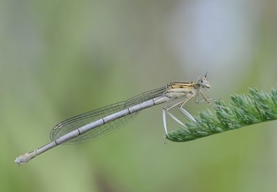 Blauwe breedscheenjuffer-White-legged Damselfly