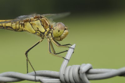 Steenrode heidelibel-Vagrant Darter