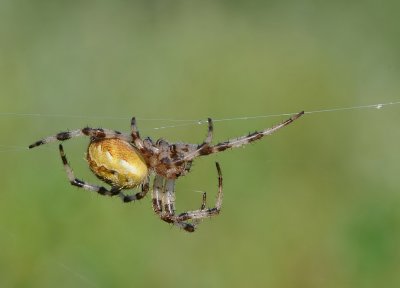 Viervlekwielwebspin