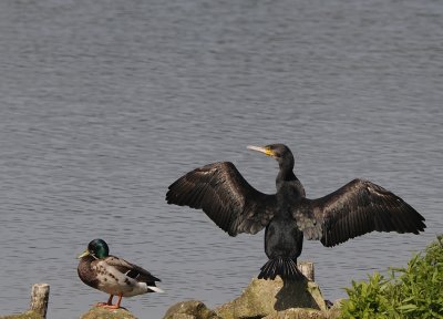 Aalscholver -Great Cormorant