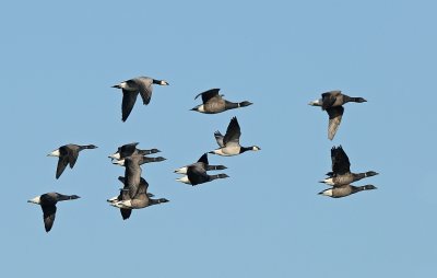 Brand en Rotganzen -Barnacle Brentgoose