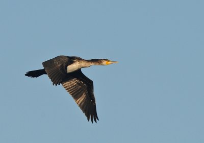 Aalscholver -Great Cormorant