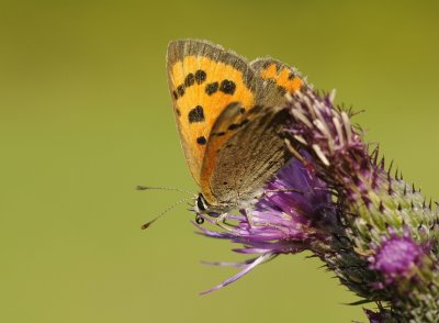 Kleine vuurvlinder-Small copper