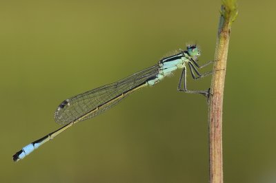 lantaarntjes-Bleu tailed Damselfly