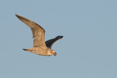 Zilvermeeuw-Herring Gull