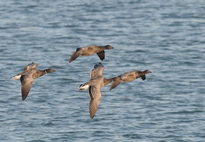 Rotganzen-Brent Goose