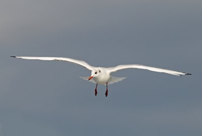 Kokmeeuw-Black headed Gull