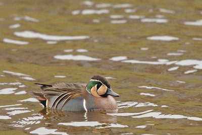 Siberische wintertaling-Baikal Teal