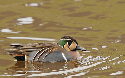 Siberische wintertaling-Baikal Teal