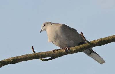 Turkse tortel -Collared Dove