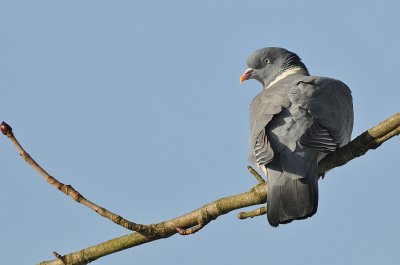 Houtduif -Wood Pigeon