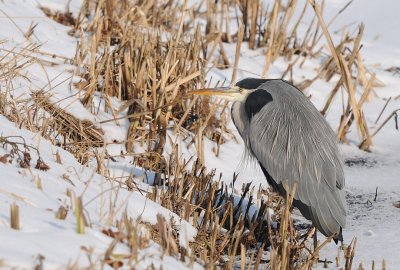 Blauwe reiger -Grey Heron